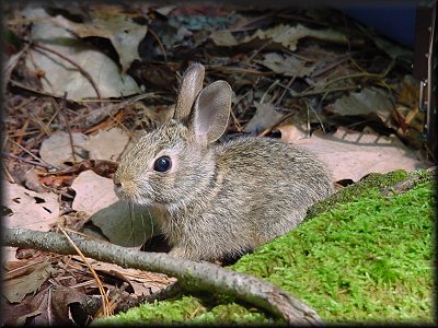 Cute Bunny