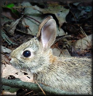 Cute Bunny