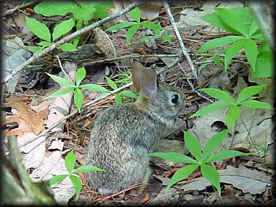 Cute Bunny