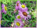 Daisy Fleabane