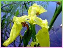 Yellow Iris