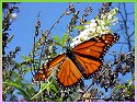 Monarch Butterfly