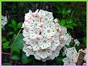 Mountain Laurel