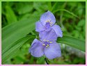 Spiderwort