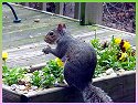 Eastern Gray Squirrel