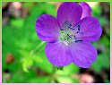 Wild Geranium