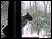 Squirrel On a Snowy Day