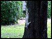 White Squirrel on a Tree