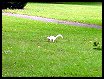 White Squirrel in the Yard