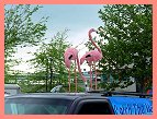 Flamingos on Top