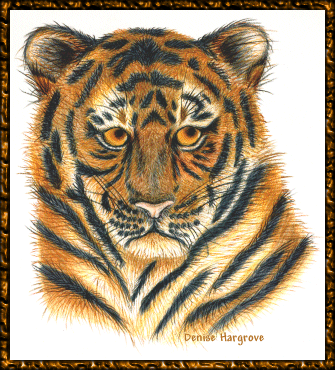 Tiger by Denise Hargrove