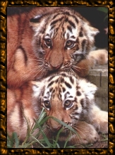 Tiger Cubs