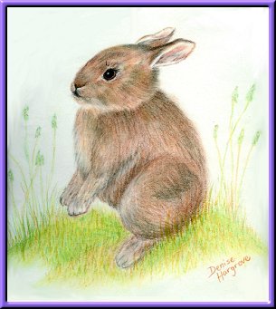 Cottontail Rabbit