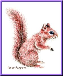 Red Squirrel